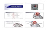 Anatomia Do Sistema Vascular