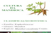 Aula 01 - Botânica e Variedades Da Mandioca