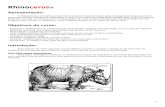 Manual Rhinoceros (Iniciante)
