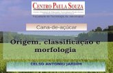 1º Aula MORFOLOGIA , CLASSIFICAÇÃO E ORIGEM DA CANA 2014.ppt