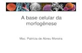 Base Celular Da Morfogênese