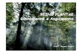 3ª Série EM Aula 1 - Reino Plantae - Gimnospermas e Angiospermas
