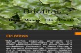 Apresentação1 - Briofitas