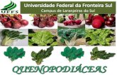 QUENOPODIÁCEAS - Olericultura