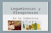 Leguminosas y Oleaginosas en La Ia