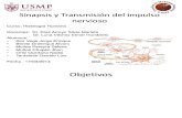 Sinapsis y Transmisión Del Impulso Nervioso