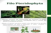 Botanica e Sistematica Vegetal Aula 10092013 Pteridofitas