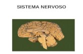 Aula 6, 7 e 8 -Fisiologia Sistema Nervoso
