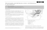 Anatomia Quirurgica Del Estomago