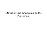 Metabolismo Anabólico de las Proteínas