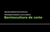 2013_1_1.Situação atual e perspectivas da Bovinocultura de corte_2011