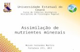 Apresentação Assimilacao Mineral.pptx