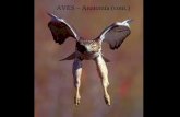 Aves Anatomia 2