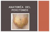 Anatomía del peritoneo