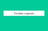 Tecidos vegetais3