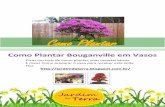 Como plantar bouganville em vasos