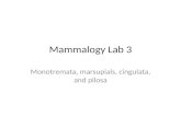 Mammalogy Lab 3