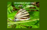 Espécie de borboleta - Arawacus separata