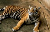 Tigre de Bengala Mas Porque é Aleijado