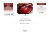 Anatomia Comparativa Vertebrados Vol 1 Sistemas Cardio Respiratorio