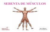 Musculos Coluna Abdomen