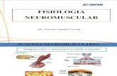 Aula. Junção Neuromuscular e Contração Muscular