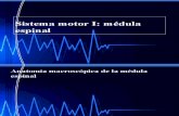 SLIDES -11-FALTA- ESPANHOL-SISTEMA MOTOR-CORTICAL-ANATOMIA-NEUROLOGIA-FISIOLOGIA DOS MOVIMENTOS-.ppsx