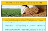 Cultivo de soja doenças 2