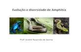 Aula 5 Amphibia