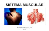 Sistema Muscular 2014