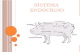 Sistema endócrino apresentação
