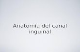 Anatomia Canal Inguinal