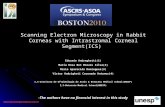 Eduardoandreghetti@uol.com.br Scanning Electron Microscopy in Rabbit Corneas with Intrastromal Corneal Segment(ICS) Eduardo Andreghetti(1) Maria Rosa Bet.