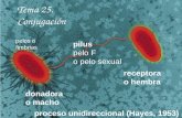 Tema 25. Conjugación pilus pelo F o pelo sexual proceso unidireccional (Hayes, 1953) donadora o macho receptora o hembra pelos o fimbrias.