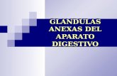 GLANDULAS ANEXAS DEL APARATO DIGESTIVO. GLANDULAS ANEXAS 1.- GLANDULAS SALIVALES 2.- HIGADO 3.- PANCREAS.