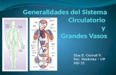 Generalidades del Sistema Circulatorio  y  Grandes Vasos