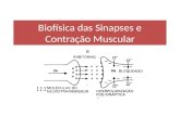 Biofísica das Sinapses e Contra ção  Muscular