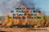 Impacto Social  da  Proibição a Queima  da Cana-de-Açúcar na Região de Piracicaba