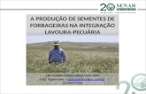 A PRODUÇÃO DE SEMENTES DE FORRAGEIRAS NA INTEGRAÇÃO LAVOURA-PECUÁRIA