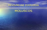 REVISÃO DE ZOOLOGIA MOLUSCOS