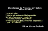 Eletroforese de Proteínas em Gel de Poliacrilamida 1-Introdução 2-Determinação da Malha no Gel