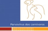 Parvovírus dos carnívoros