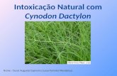 Intoxicação Natural com  Cynodon Dactylon