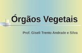 Órgãos Vegetais