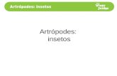 Artrópodes:  insetos