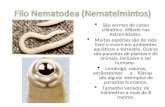 Filo  Nematodea  (Nematelmintos)