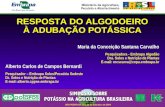 RESPOSTA DO ALGODOEIRO À ADUBAÇÃO POTÁSSICA Maria da Conceição Santana Carvalho