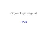 Organologia vegetal: