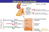 Glândulas Supra-Renais
