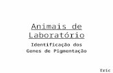 Animais de Laboratório